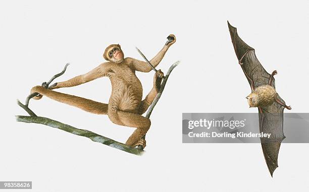 illustrations of tube-nosed fruit bat (nyctimene) and woolly spider monkey (brachyteles arachnoides) - spider monkey stock illustrations