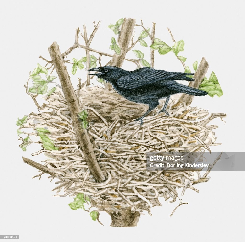 Illustration of a crow in a nest