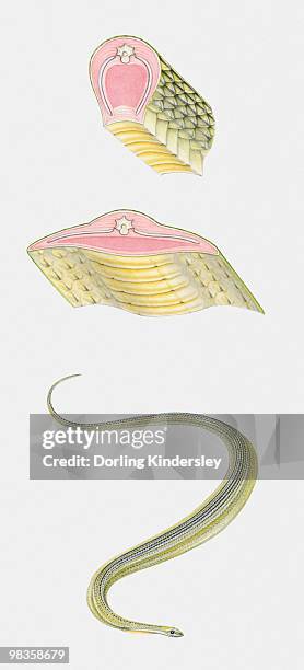 133 Anatomy Of A Snake Stock Photos, High-Res Pictures, and Images ...