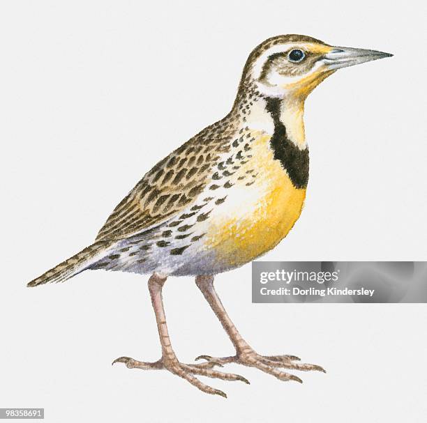 illustration of a western meadowlark (sturnella neglecta), side view - western meadowlark stock illustrations
