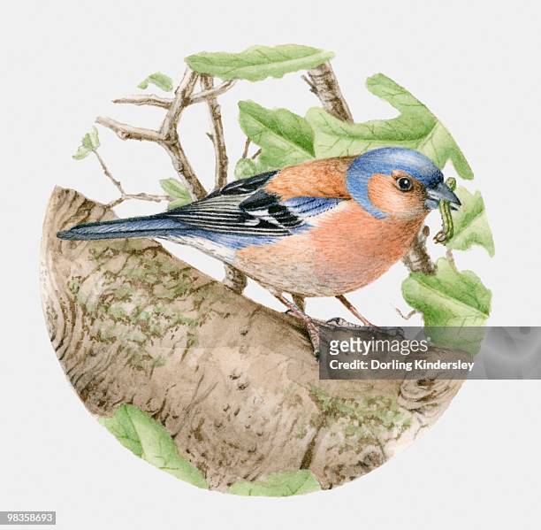 illustrations, cliparts, dessins animés et icônes de illustration of a chaffinch (fringilla coelebs) with a worm in its beak, side view - carrying in mouth