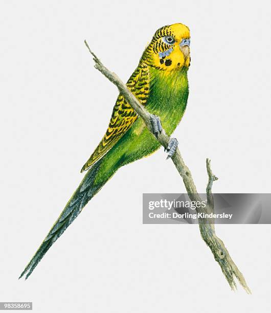 illustration of a budgerigar perching on a branch - budgie stock illustrations