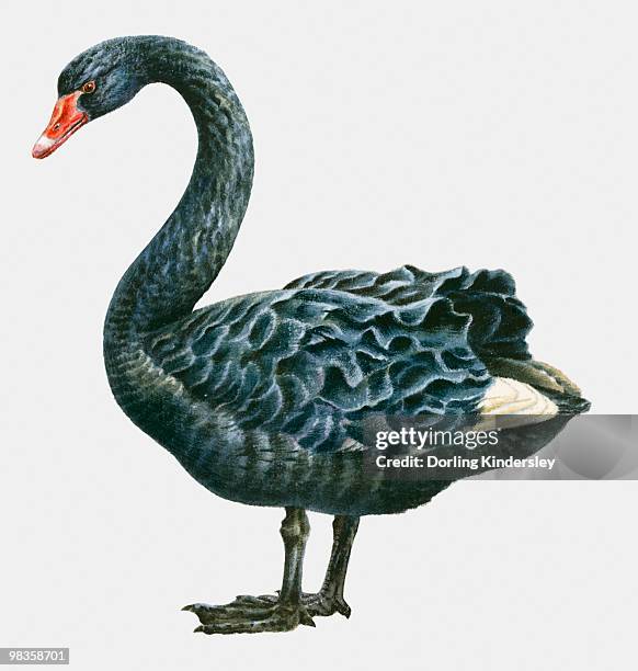 illustration of a black swan (cygnus atratus), side view - studioaufnahme stock-grafiken, -clipart, -cartoons und -symbole