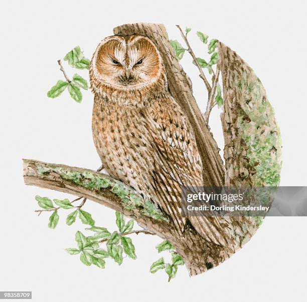 bildbanksillustrationer, clip art samt tecknat material och ikoner med illustration of a tawny owl (strix aluco) sitting on a tree branch - tawny