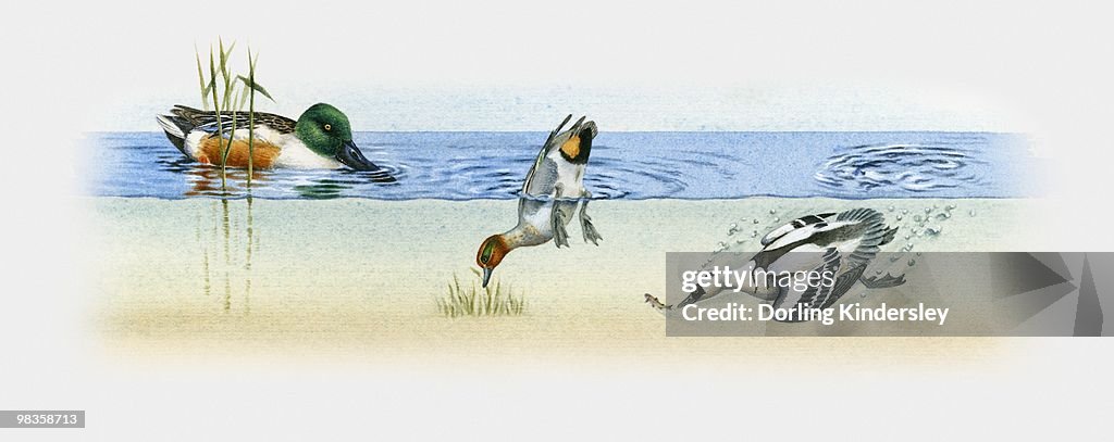 Illustration of three different types of ducks, Shoveler (Anas clypeata), Teal (Anas crecca) partly submerged, and Goosander (Mergus merganser) underwater