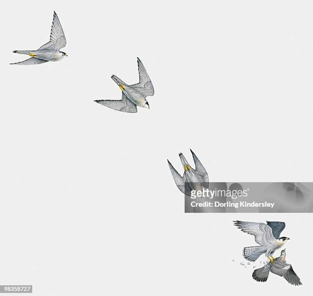 stockillustraties, clipart, cartoons en iconen met illustration of peregrine falcon (falco peregrinus) attacking a pigeon in mid-air, multiple image - peregrine falcon