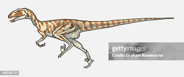 illustration of deinonychus dromaeosaurid dinosaur - deinonychus stock-grafiken, -clipart, -cartoons und -symbole