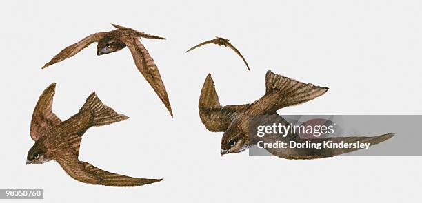 illustration of four swifts (apus apus) in flight - common swift flying stock illustrations