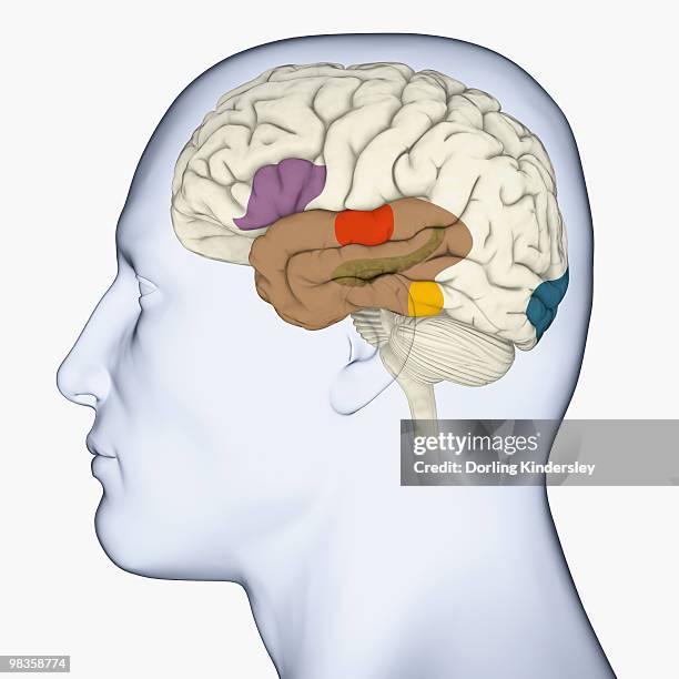digital illustration of head in profile showing brain areas used in redaing - hippocampus brain stock illustrations