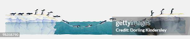 illustration of adelie penguins (pygoscelis adeliae) moving from land through water and back onto land, leopard seal (hydrurga leptonyx) preying underwater - adelie penguin migration stock illustrations