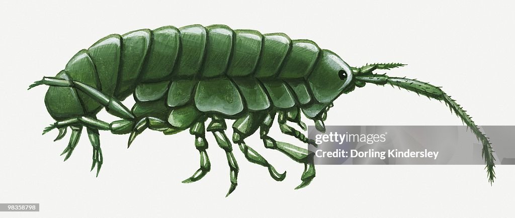 Illustration of green Amphipoda