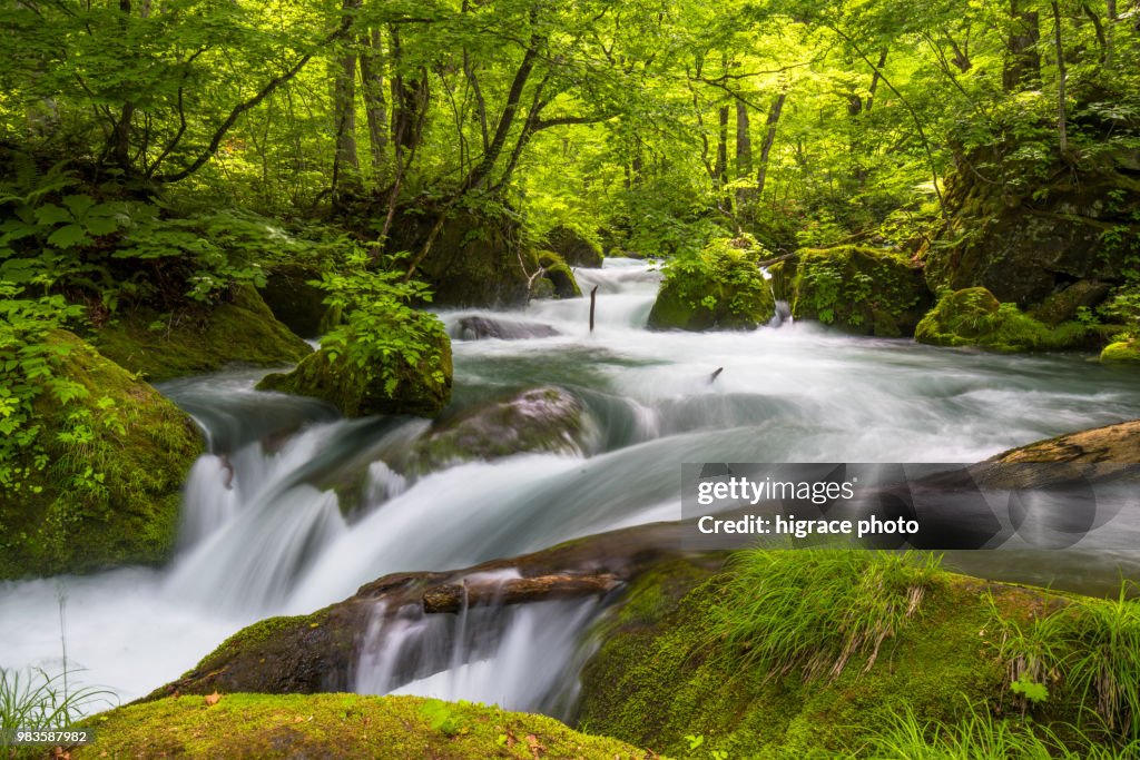 Asia - Beautiful landscape. Spring Oirase Stream (Oirase Keiry) is a picturesque mountain stream in Aomori Prefecture that is one of Japan's most famous and popular destinations.