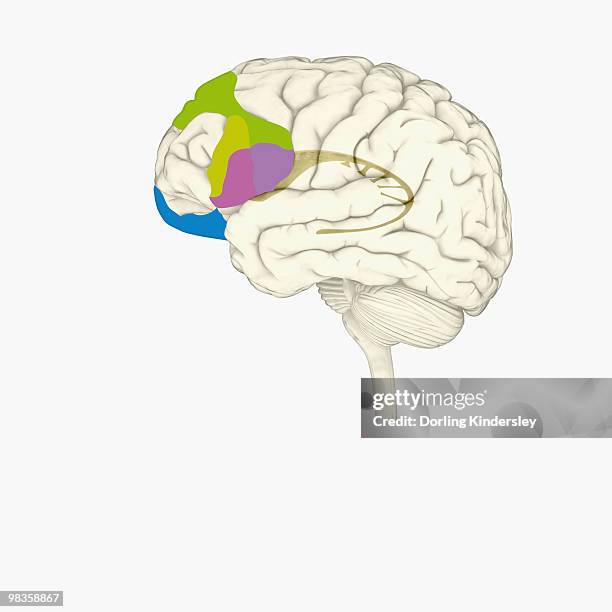 Prefrontal Cortex Worksheet Ilustraciones, imágenes clip art, dibujos animados e iconos de stock de ...