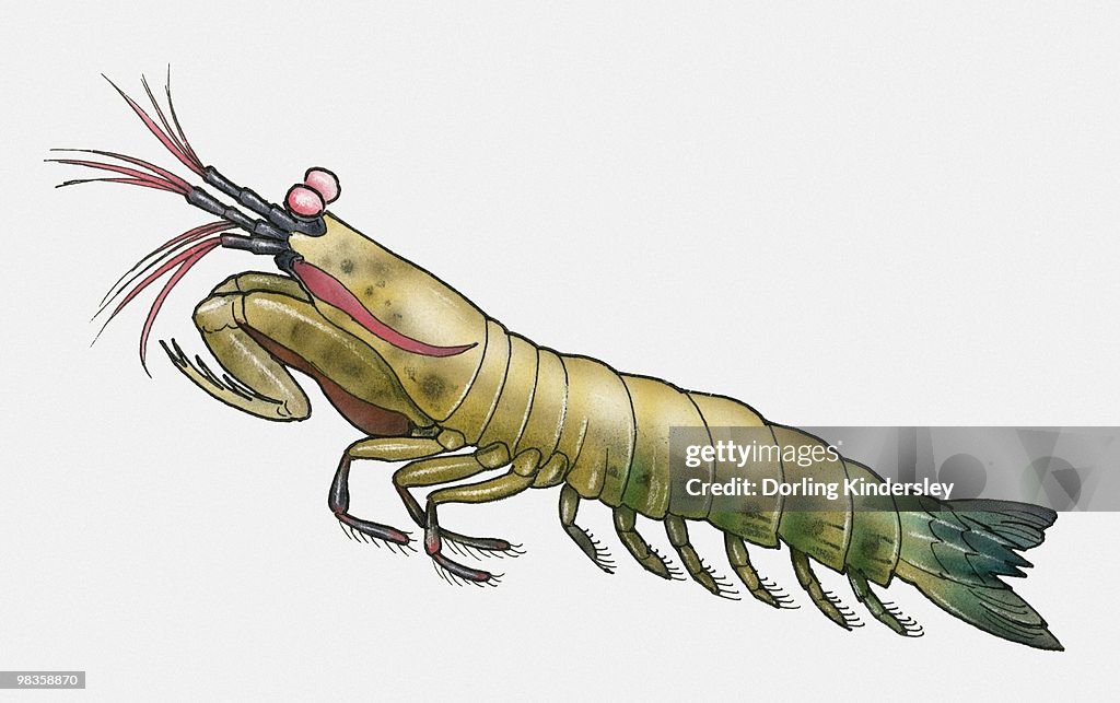 Illustration of Mantis Shrimp (Squilla mantis )