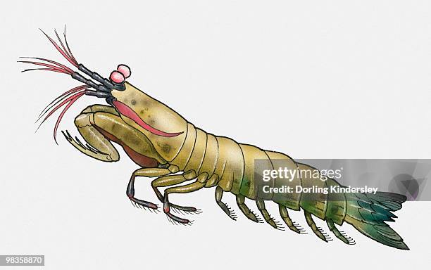 illustration of mantis shrimp (squilla mantis ) - mantis shrimp stock illustrations