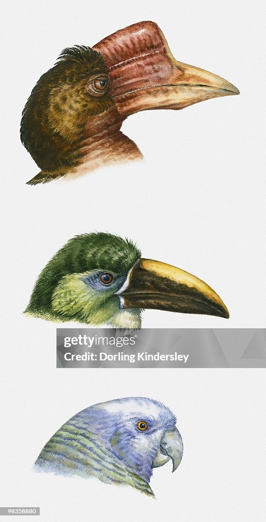 Sequence of illustrations of Helmeted Hornbill, Emerald Toucanet, and St. Vincent Parrot heads in profile showing beaks