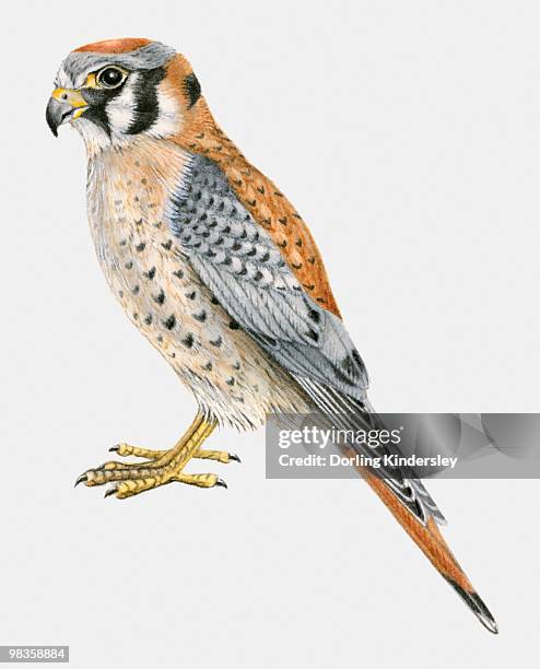 Kestrel Rear View 722 Kestrel View Stock Photos, High-Res Pictures, and Images - Getty Images