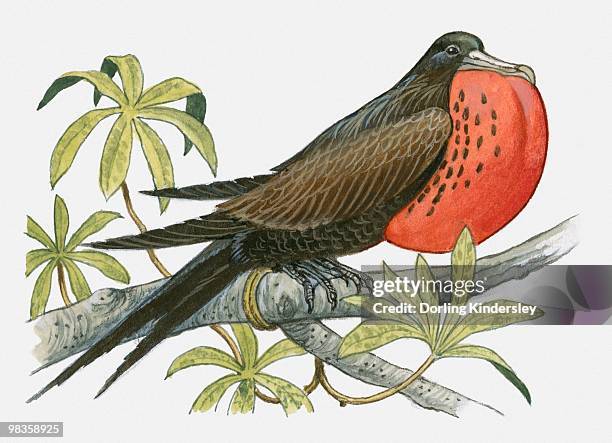 illustration of adult male great frigatebird (fregata minor) with inflated gular sac, perching on branch - sac stock illustrations