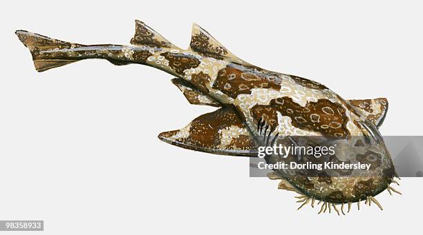 illustration of ornate wobbegong (orectolobus ornatus) - wobbegong stock illustrations