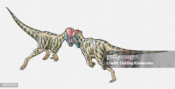 illustration of prenocephale dinosaurs confronting head-on - omnivorous stock illustrations