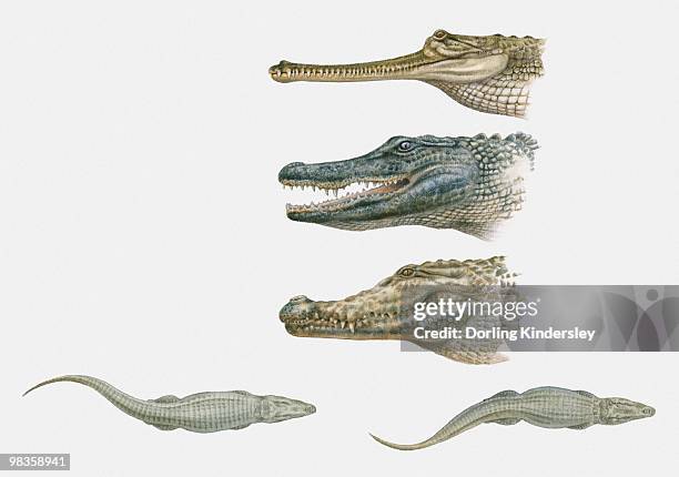 sequence of illustrations of american crocodile, caiman, and gharial heads, and two crocodiles swimming - brillenkaiman stock-grafiken, -clipart, -cartoons und -symbole