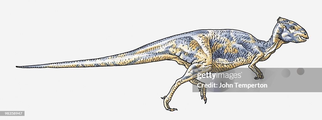 Illustration of Homalocephale pachycephalosaurid dinosaur