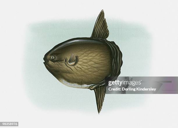 illustrations, cliparts, dessins animés et icônes de illustration of ocean sunfish (mola mola) - môle