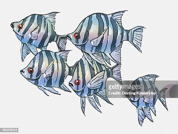 illustration of scissortail sergeant (abudefduf sexfasciatus) - sergeant major fish stock illustrations