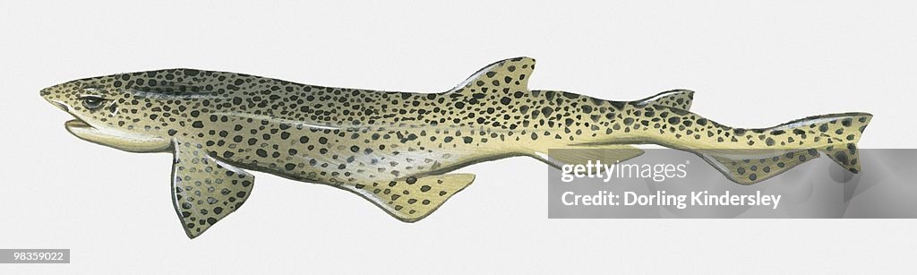 Illustration of Lesser Sotted Dogfish (Scyliorhinus canicula)