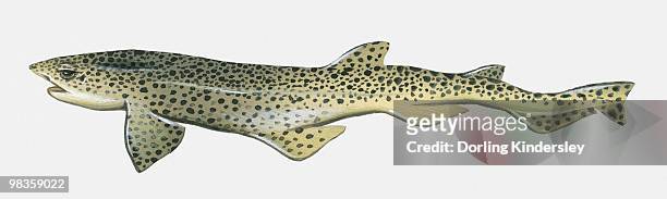 illustration of lesser sotted dogfish (scyliorhinus canicula) - dogfish stock illustrations