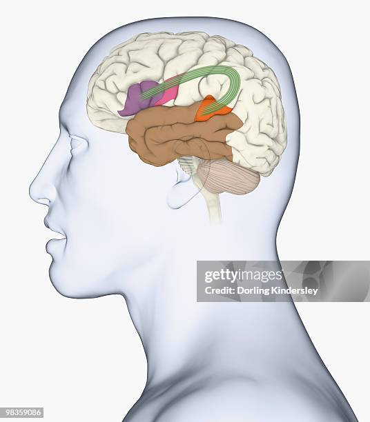 stockillustraties, clipart, cartoons en iconen met digital illustration of head in profile showing bundle of nerve fibres connecti ng broca's area and wernicke's area in human brain - temporal lobe