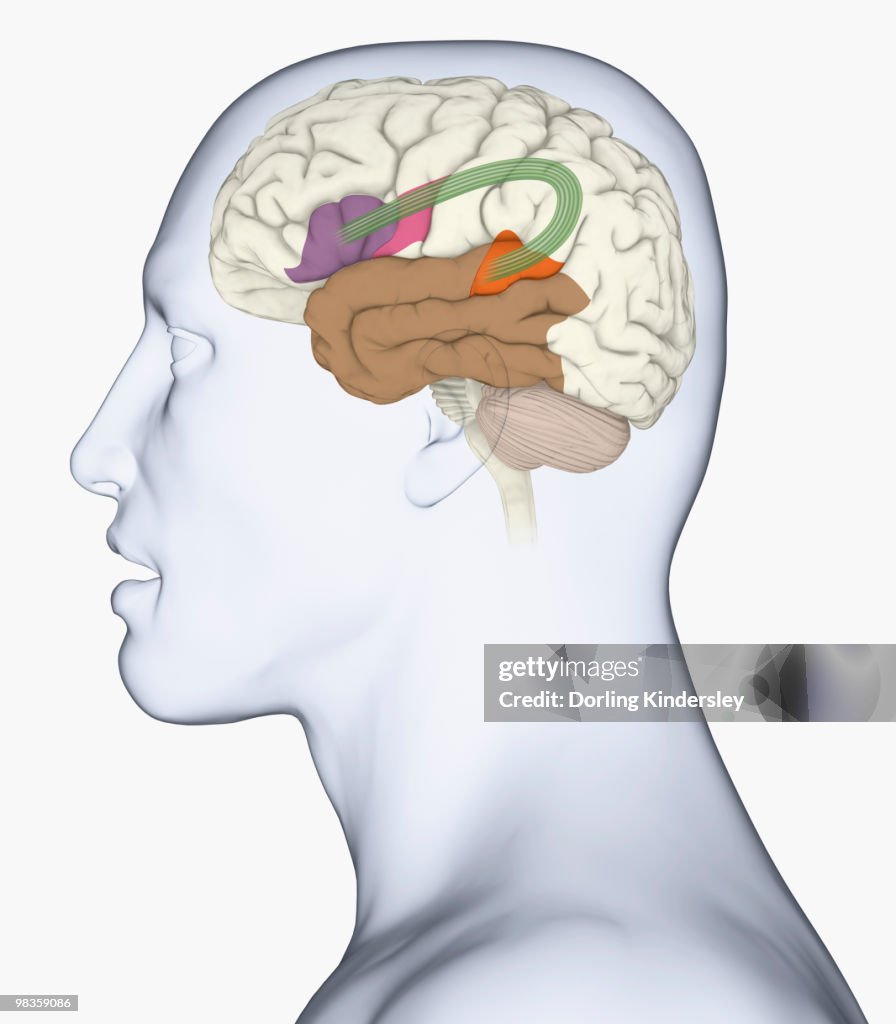 Digital illustration of head in profile showing bundle of nerve fibres connecti ng Broca's area and Wernicke's area in human brain