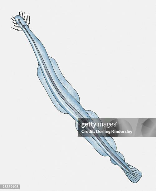 illustration of arrow worm - plankton stock illustrations
