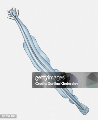 Illustration of Arrow Worm Illustration of Arrow Worm