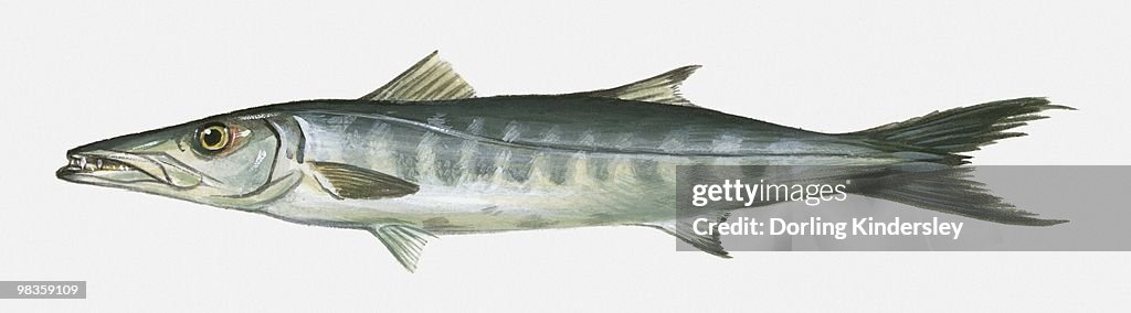 Illustration of Great Barracuda Sphyraena barracuda