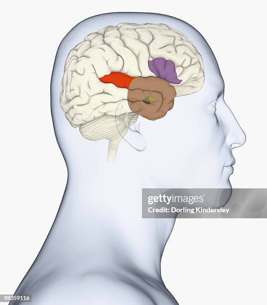 digital illustration of head in profile showing amygdala, auditory cortex, wernicke's area, and anterior temporal lobe in human brain - amygdala stock illustrations