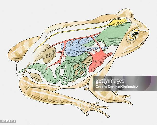 ilustraciones, imágenes clip art, dibujos animados e iconos de stock de illustration of anatomy of frog - animal body part