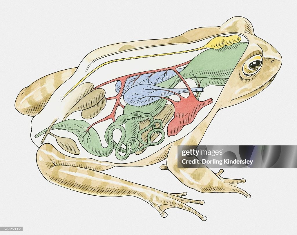 Illustration of anatomy of frog