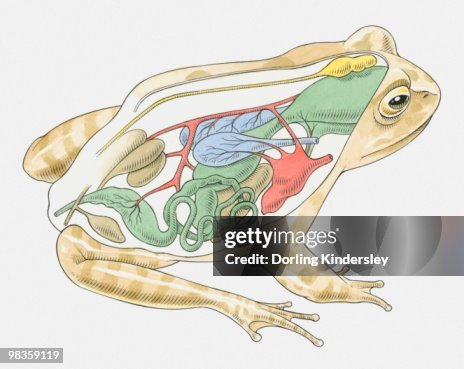 Frons Illustration Of Anatomy Of Frog High-Res Vector Graphic - Getty Images