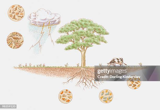 illustration of nitrogen cycle in biosphere - biosphere planet earth stock illustrations