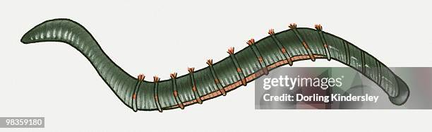 illustration of lugworm (arenicola marina) - bristleworm stock illustrations