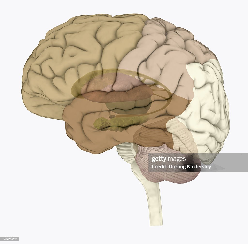 Digital illustration of areas associated with memory in human brain
