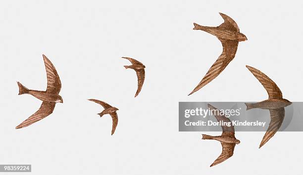 illustration of a group of swifts (apus apus) in flight - common swift flying stock illustrations
