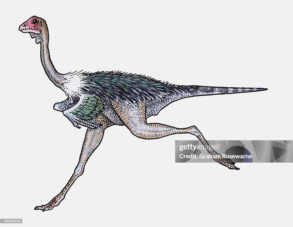 Illustration of Avimimus theropod dinosaur