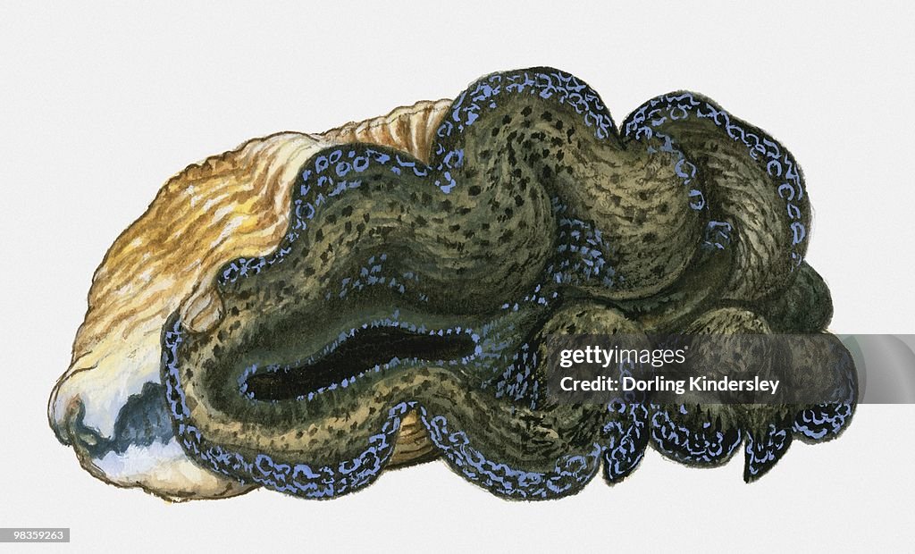 Illustration of Maxima Clam (Tridacna maxima)