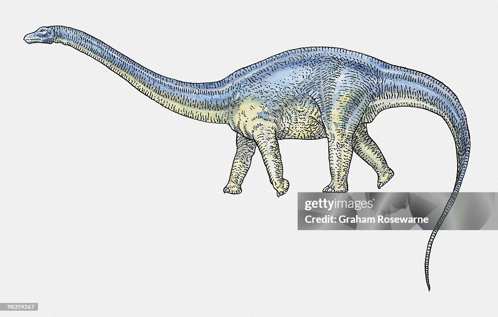 Illustration of Apatosaurus sauropod dinosaur