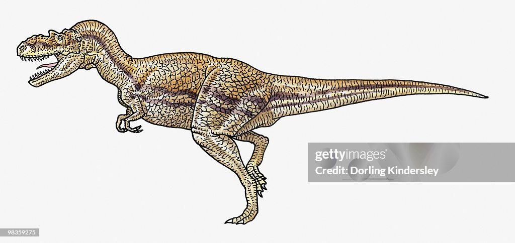 Illustration of Albertosaurus tyrannosaurid theropod dinosaur