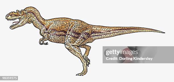 illustration of albertosaurus tyrannosaurid theropod dinosaur - albertosaurus stock illustrations