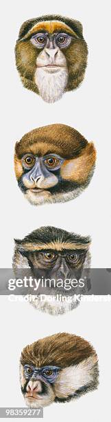 sequence of illustrations of de brazza's monkey, moustached monkey, diana monkey, and white-nosed monkey heads - moustached monkey stock illustrations