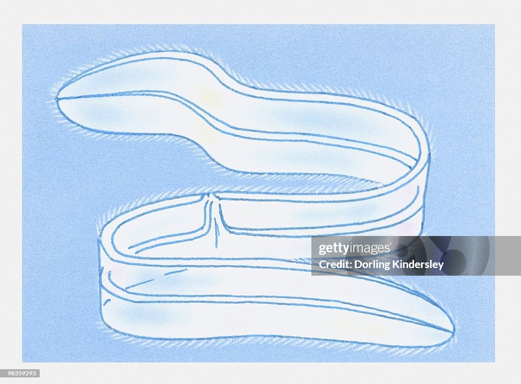 Illustration of Comb Jelly (Cestida)